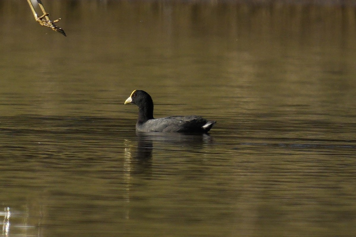 White-winged Coot - ML613381391