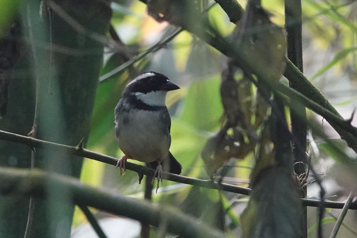 Black-capped Sparrow - ML613381868