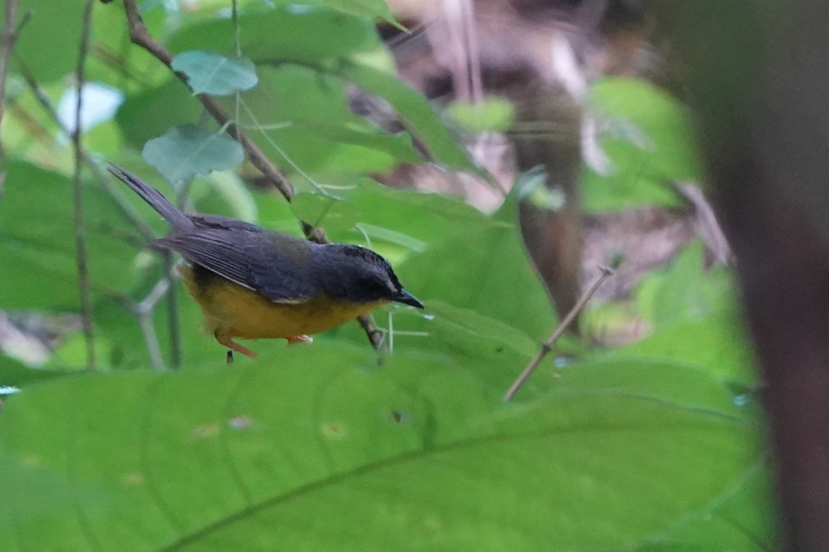 Gray-and-gold Warbler - ML613381902
