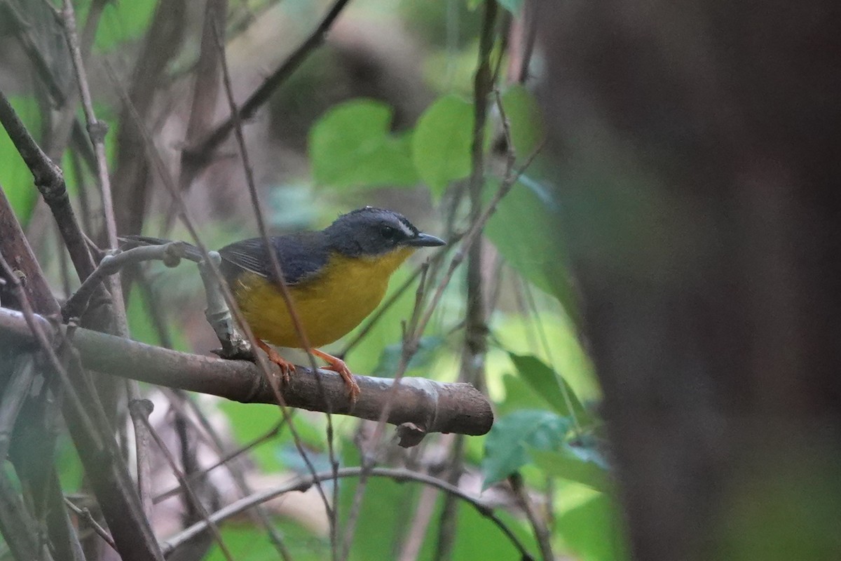 Gray-and-gold Warbler - ML613381905