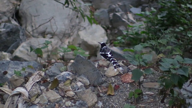 Spotted Forktail - ML613382001