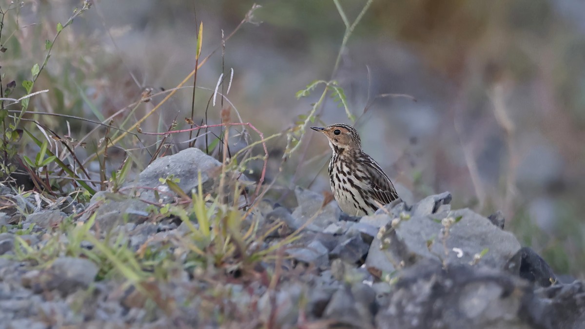 Red-throated Pipit - ML613382023