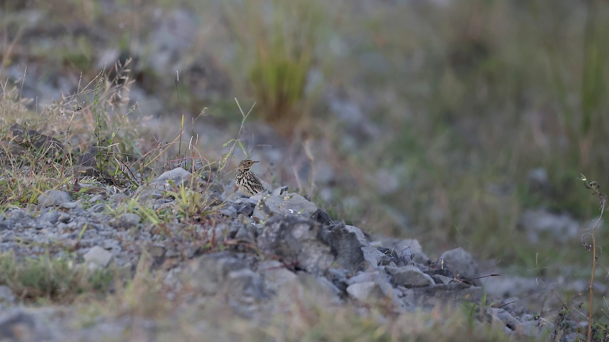 Red-throated Pipit - ML613382024
