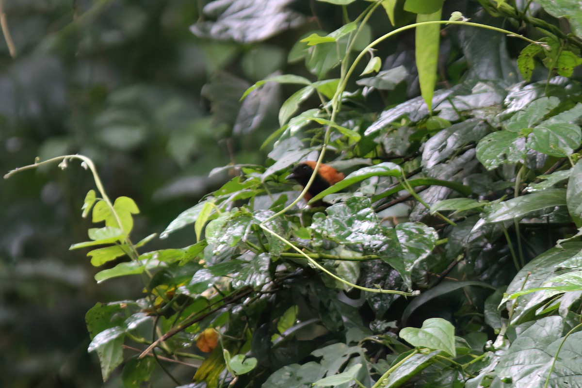 Black-faced Rufous-Warbler - ML613382025