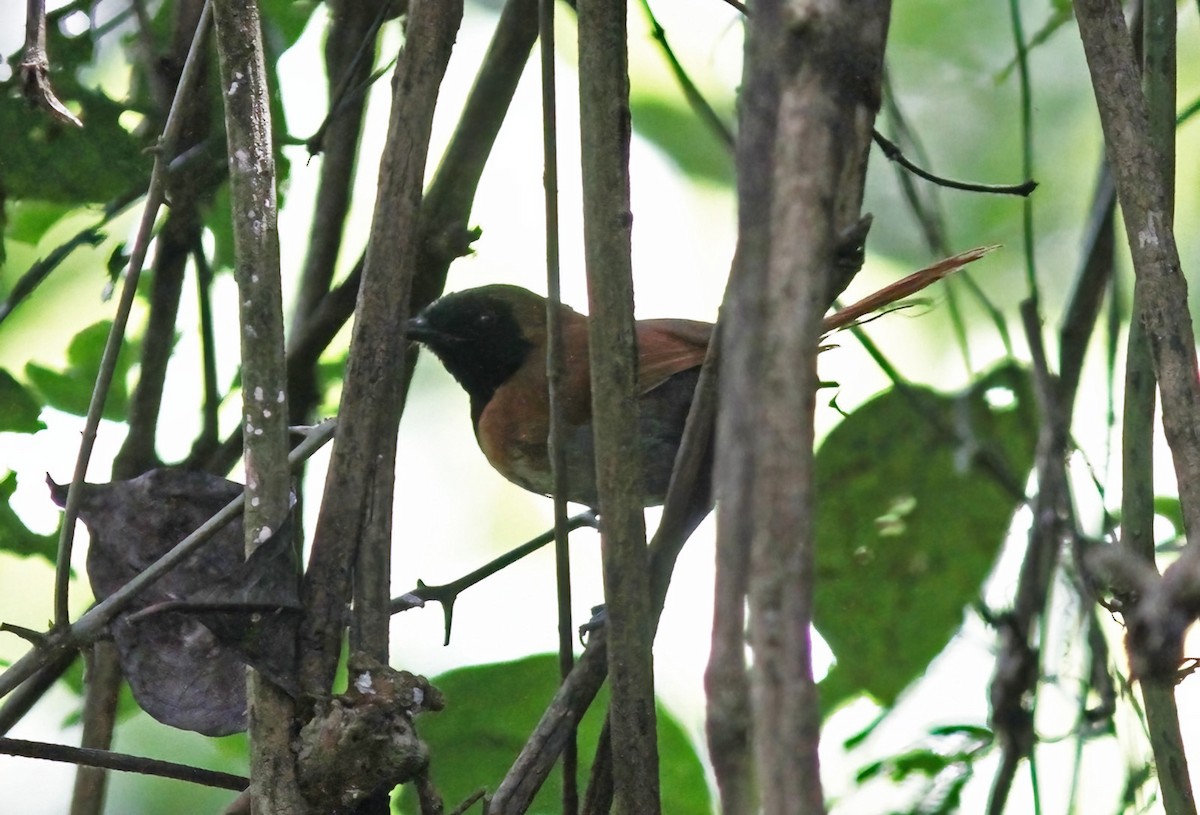 Black-faced Rufous-Warbler - ML613382026