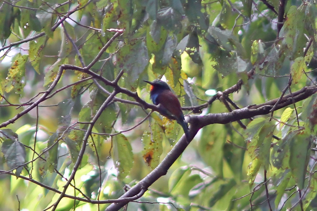 Blue-headed Bee-eater - ML613382060