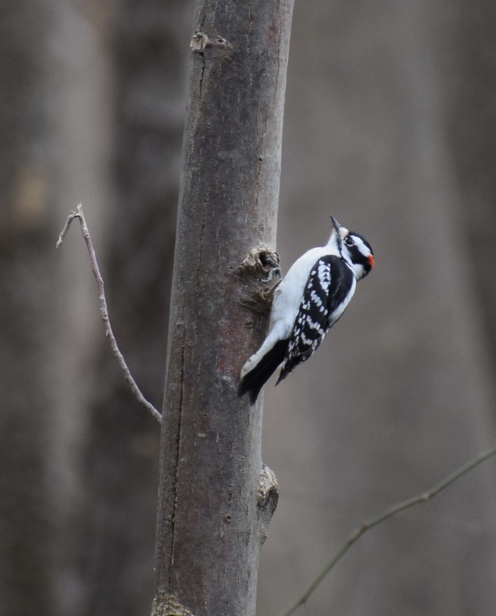 Downy Woodpecker - ML613382319