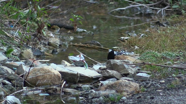 Spotted Forktail - ML613382424
