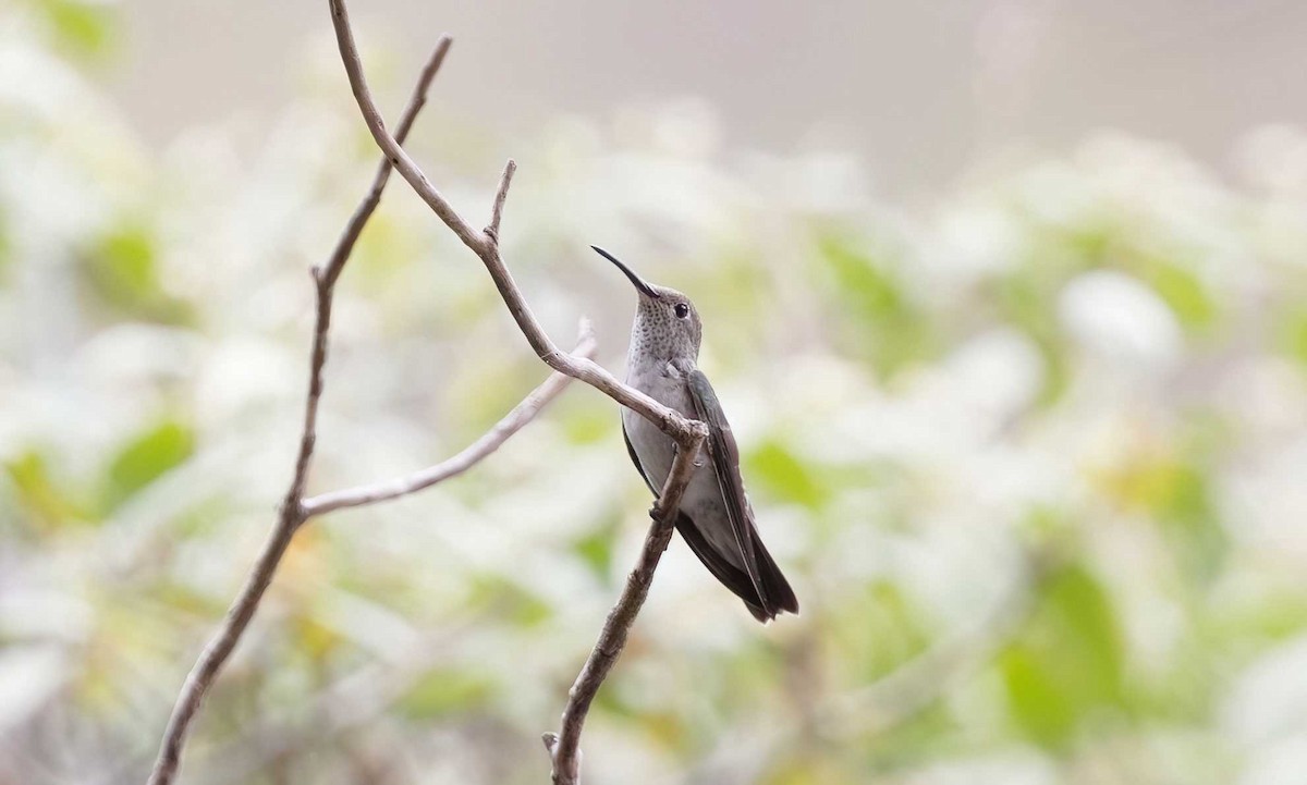 Spot-throated Hummingbird - Timo Mitzen