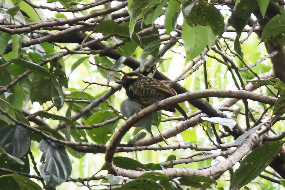 Yellow-spotted Barbet - ML613382433