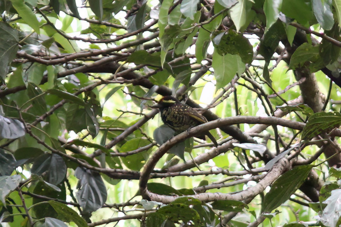 Yellow-spotted Barbet - ML613382440