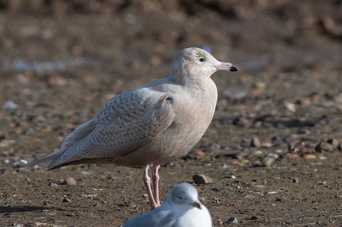 eBird Checklist 10 Jan 2024 Asotin County Regional Landfill 5 species