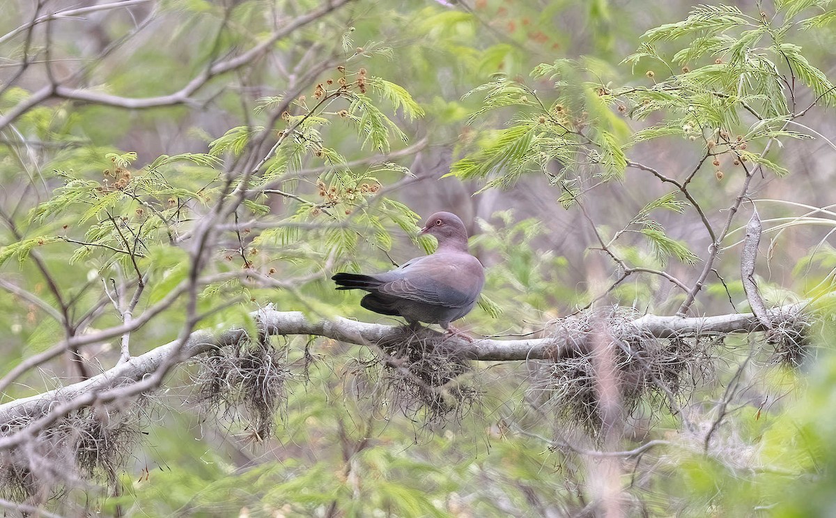 Pigeon du Pérou - ML613382492