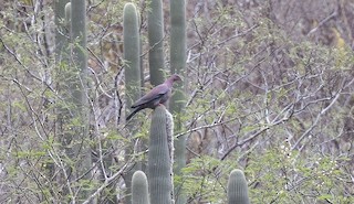 Peruvian Pigeon, ML613382494