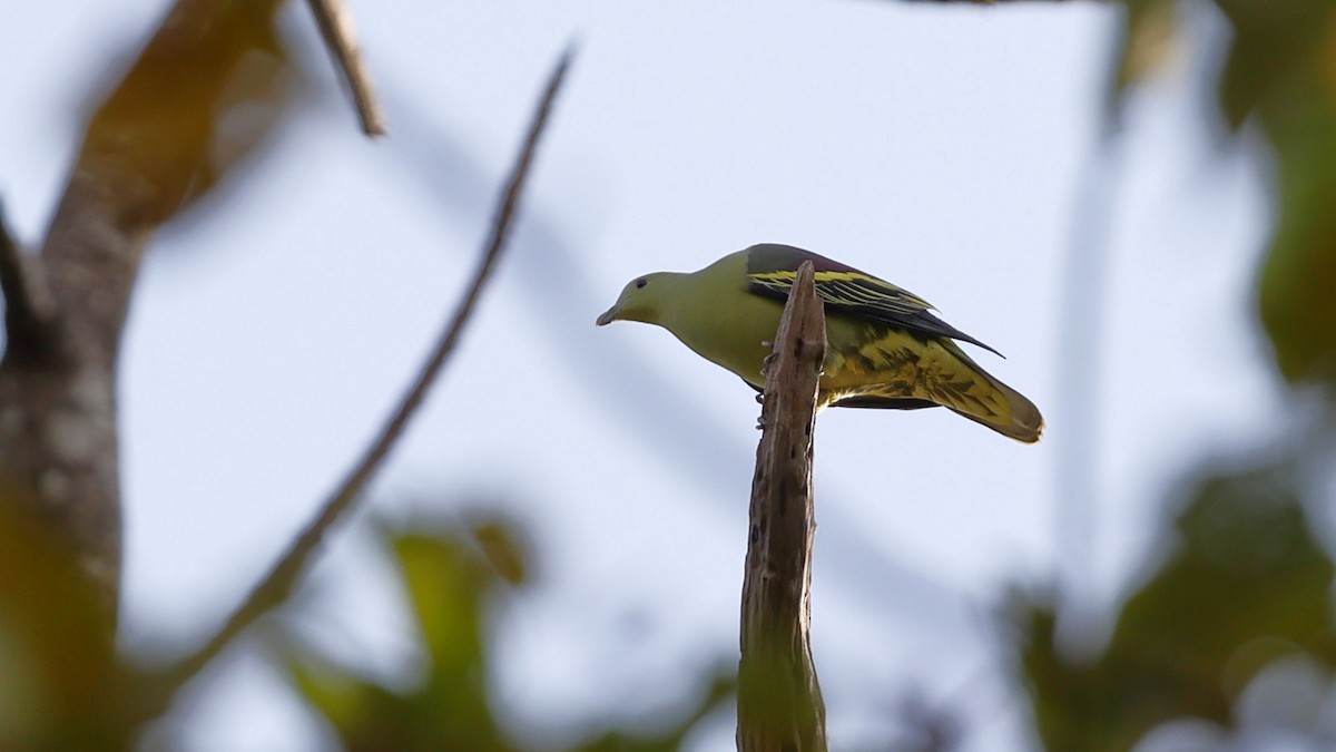 Andaman Green-Pigeon - ML613382618