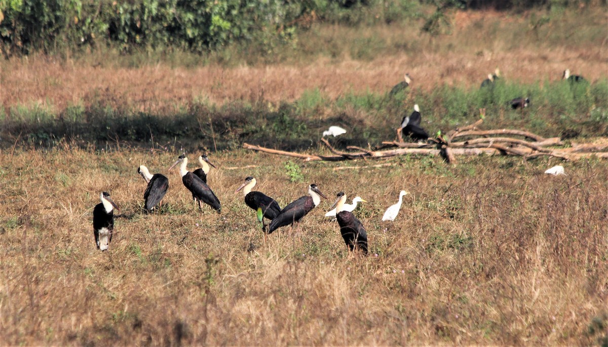 Asian Woolly-necked Stork - Dhruba  Saikia