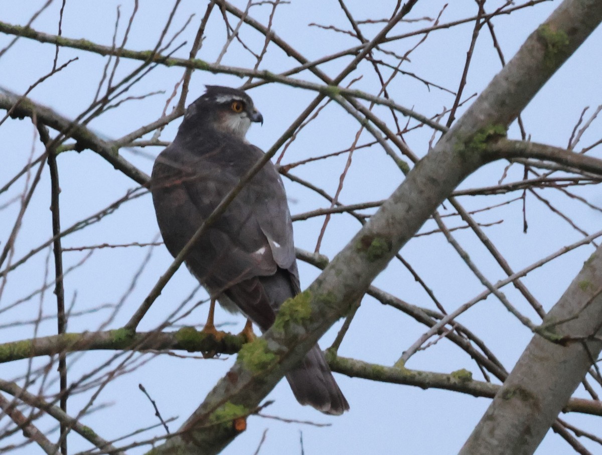 Eurasian Sparrowhawk - Jan Harm Wiers