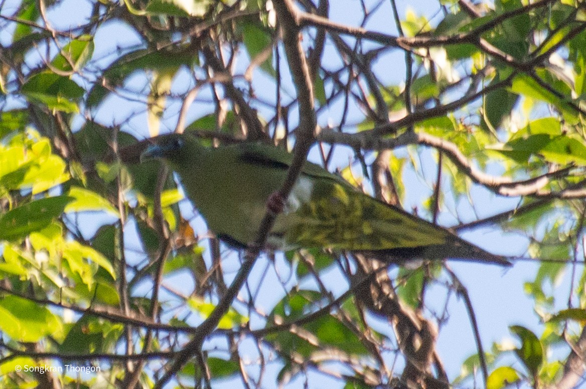 Yellow-vented Green-Pigeon - Songkran Thongon