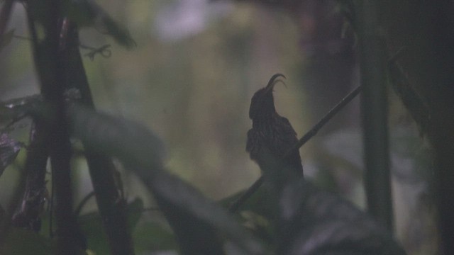 kolibřík orlozobec - ML613382784