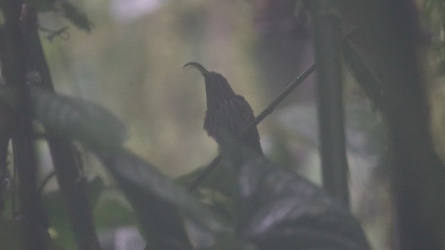 kolibřík orlozobec - ML613382785