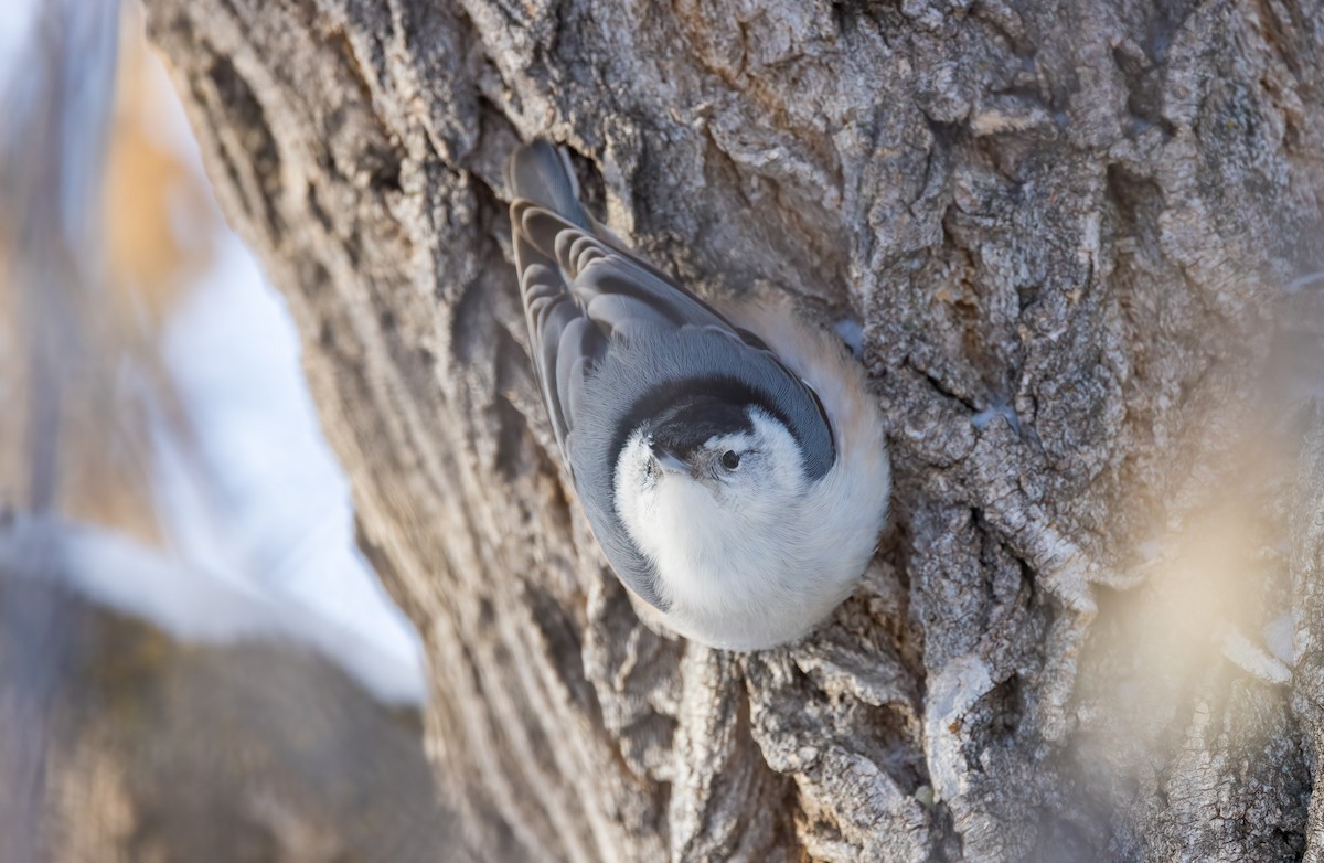 White-breasted Nuthatch - ML613382917