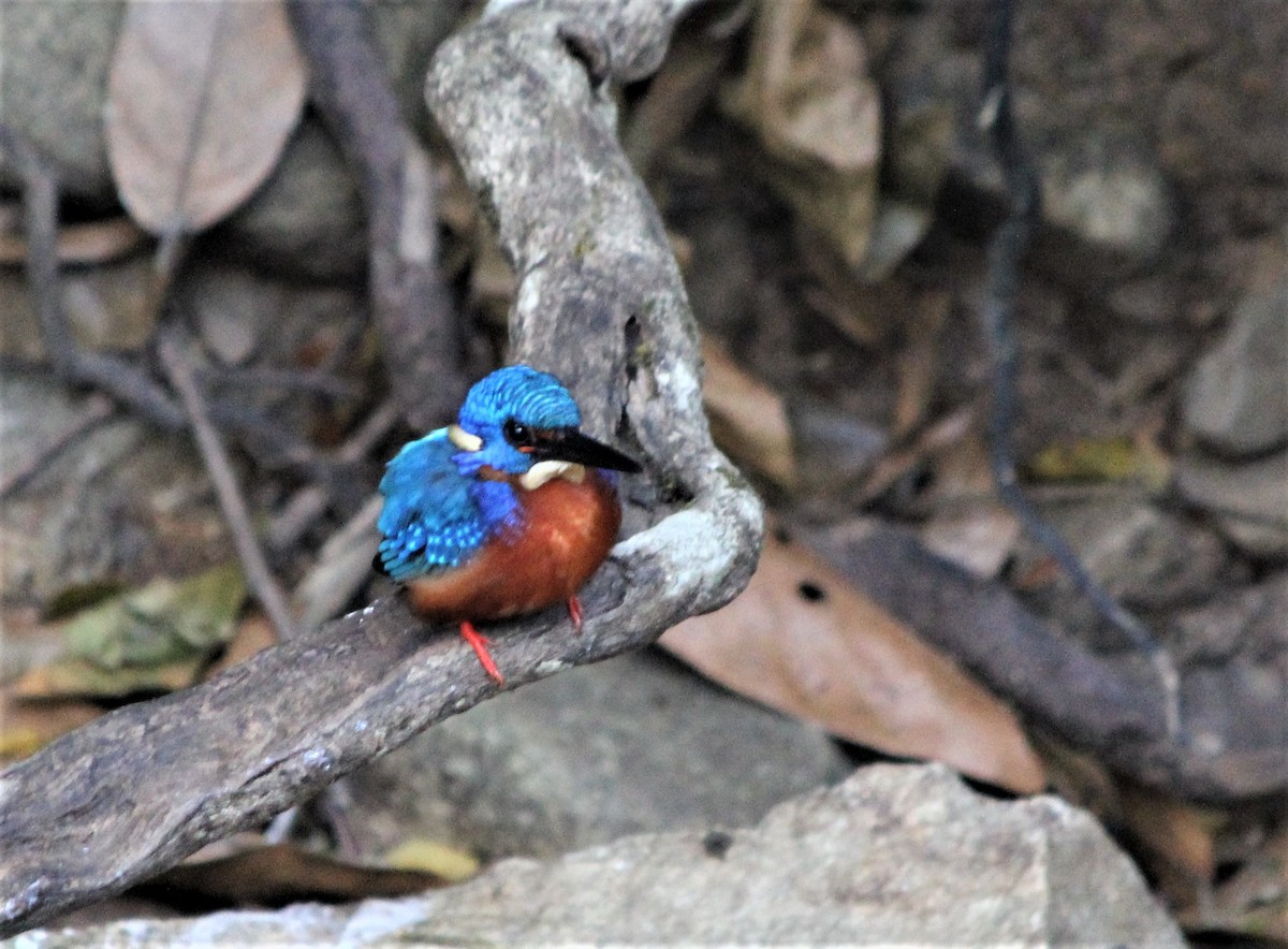 Blue-eared Kingfisher - ML613382932