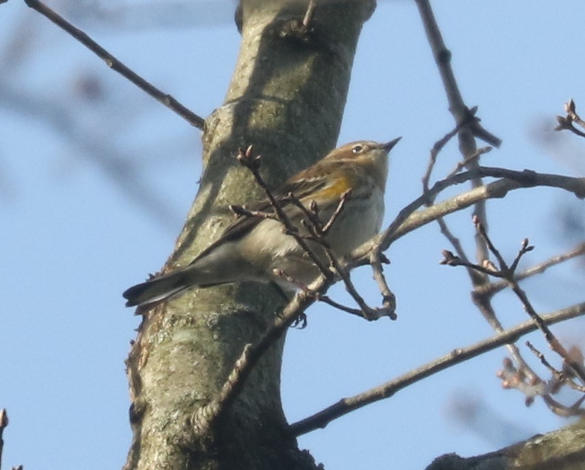 Yellow-rumped Warbler (Myrtle) - ML613382940
