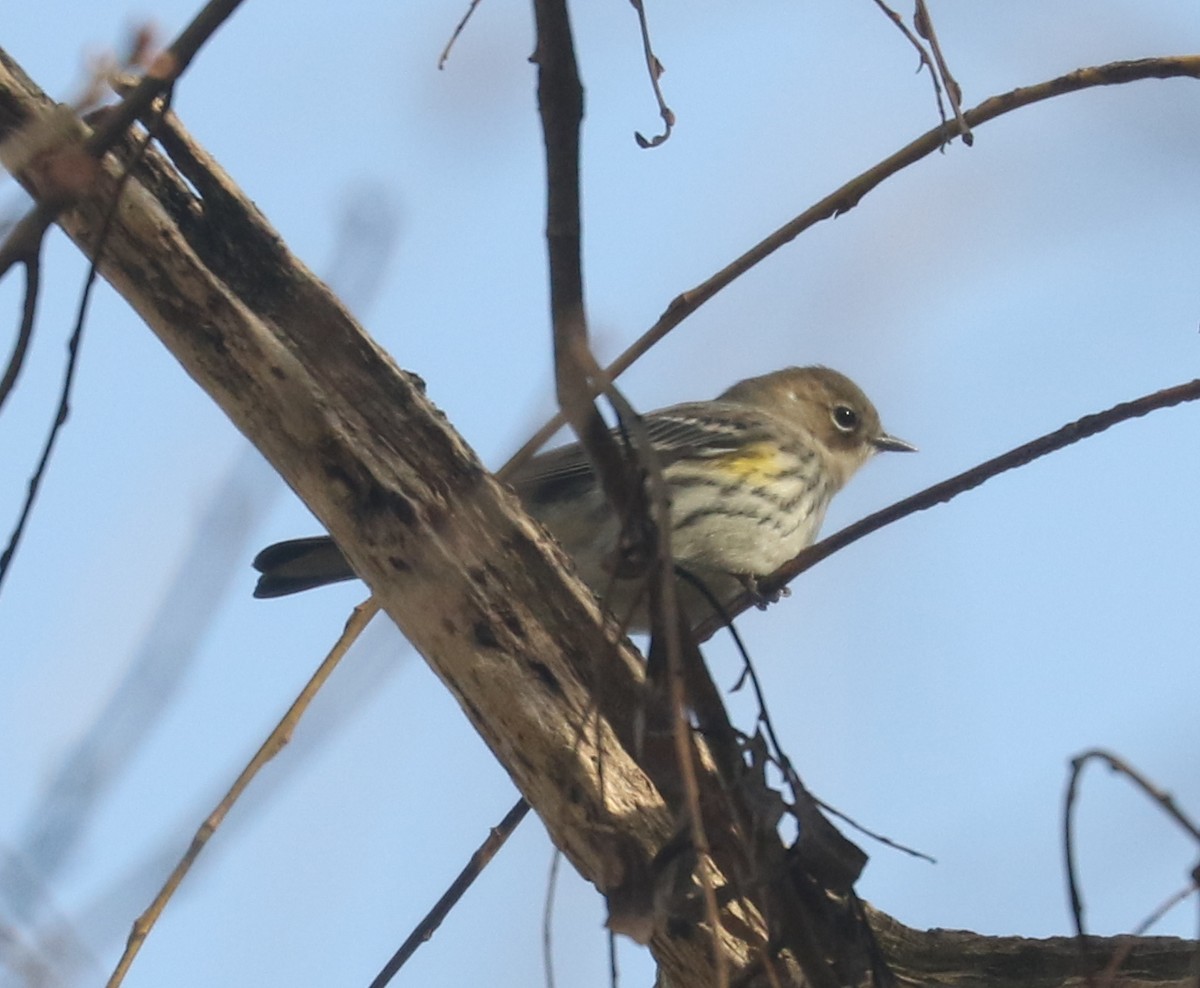 Yellow-rumped Warbler (Myrtle) - ML613382941