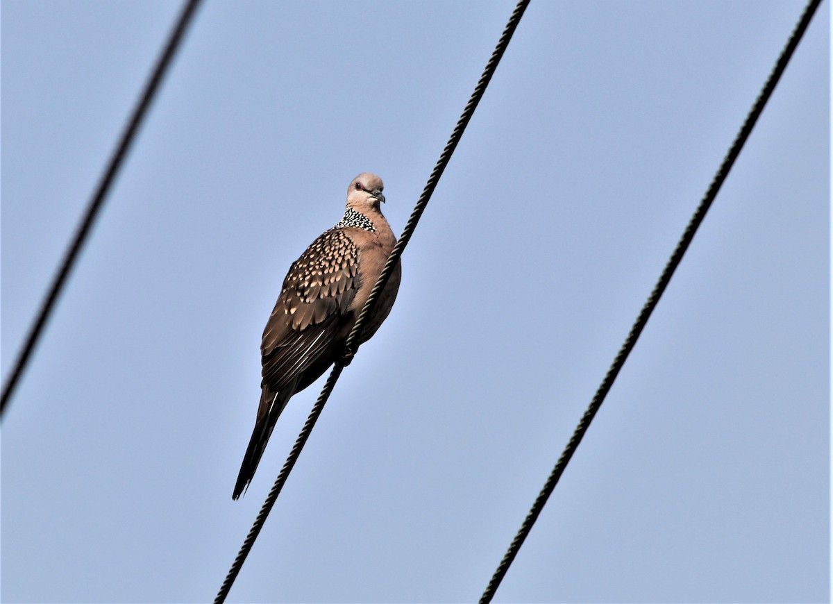 Spotted Dove - ML613383014