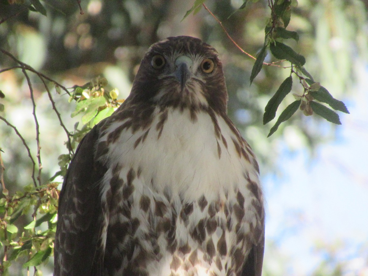 Red-tailed Hawk - ML613383015