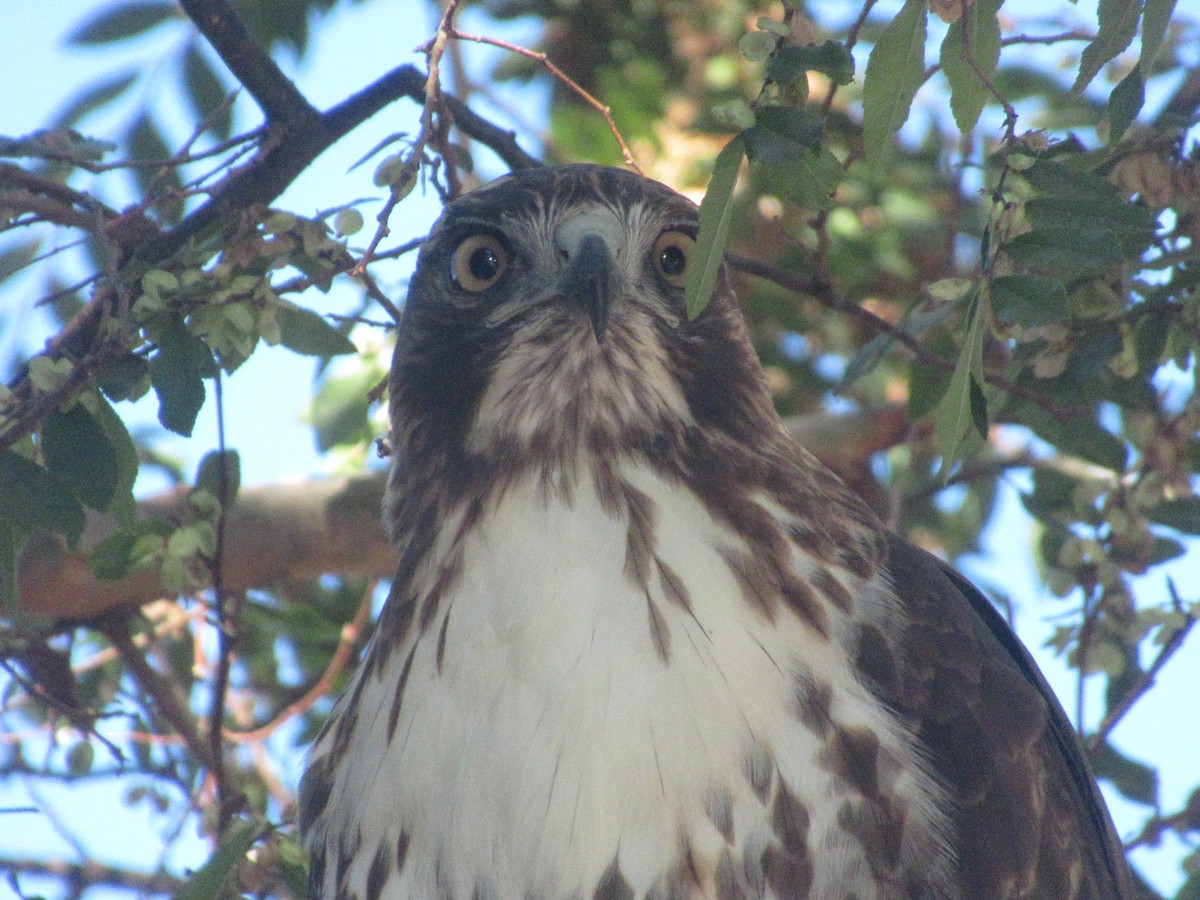 Red-tailed Hawk - ML613383016