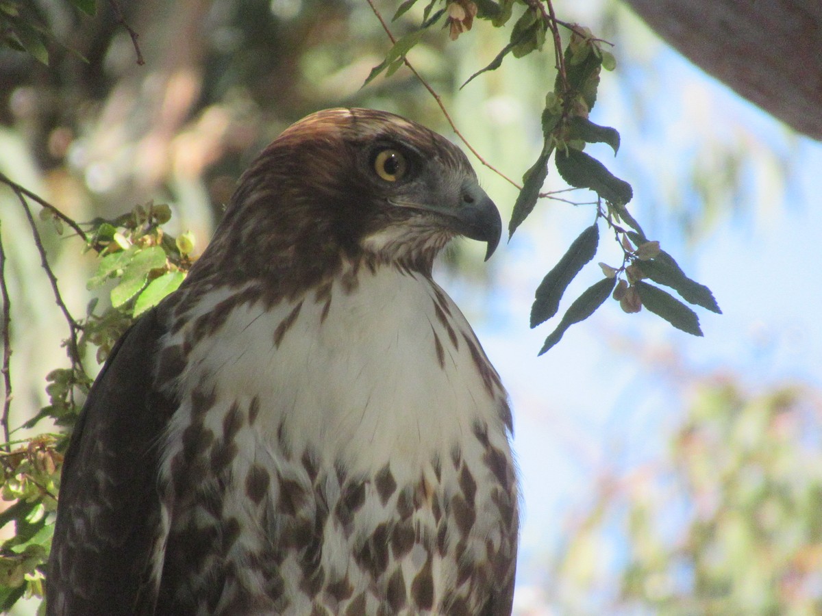 Red-tailed Hawk - ML613383017
