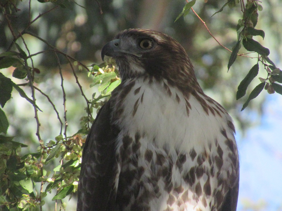 Red-tailed Hawk - ML613383018