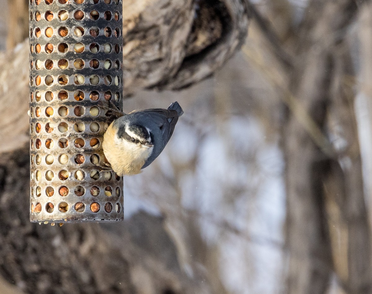 Red-breasted Nuthatch - ML613383026