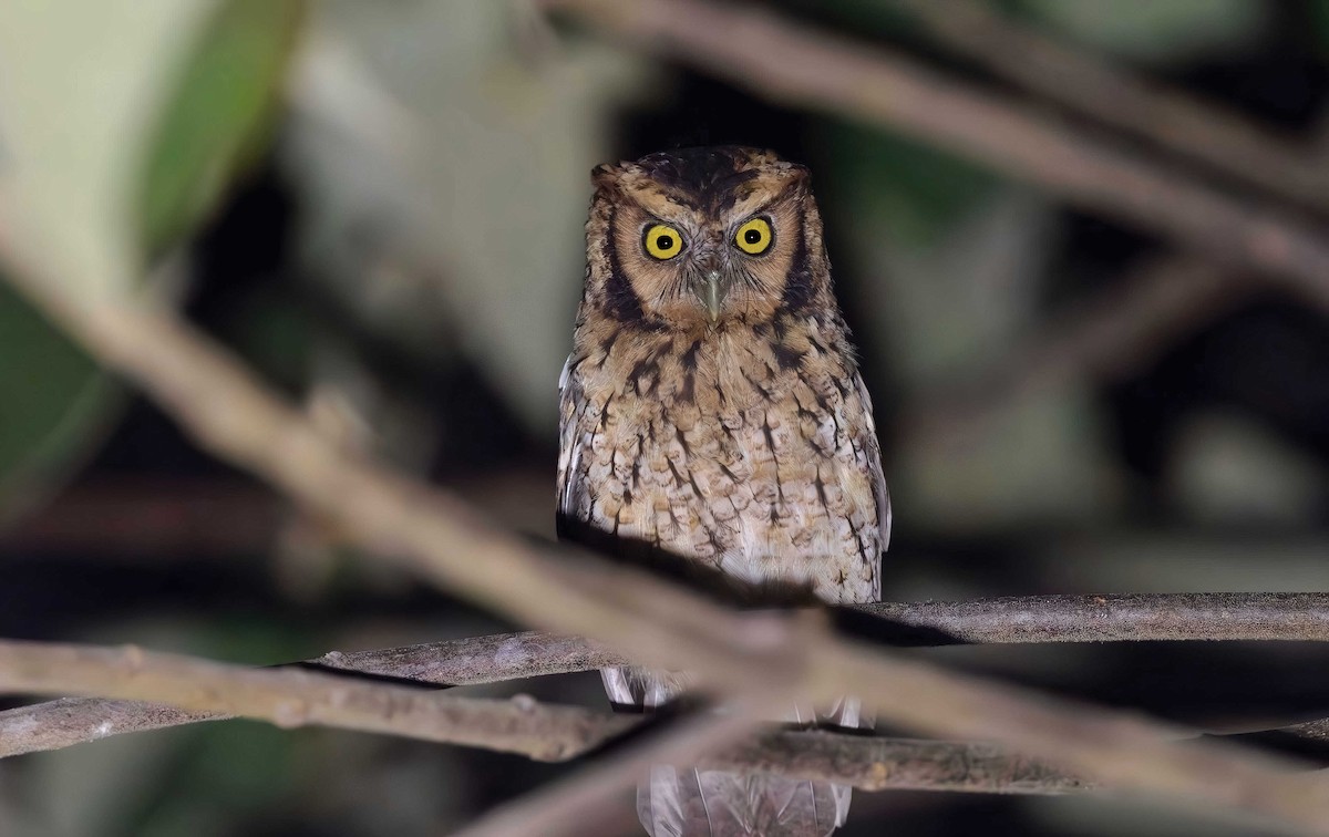 Peruvian Screech-Owl (roboratus) - ML613383055