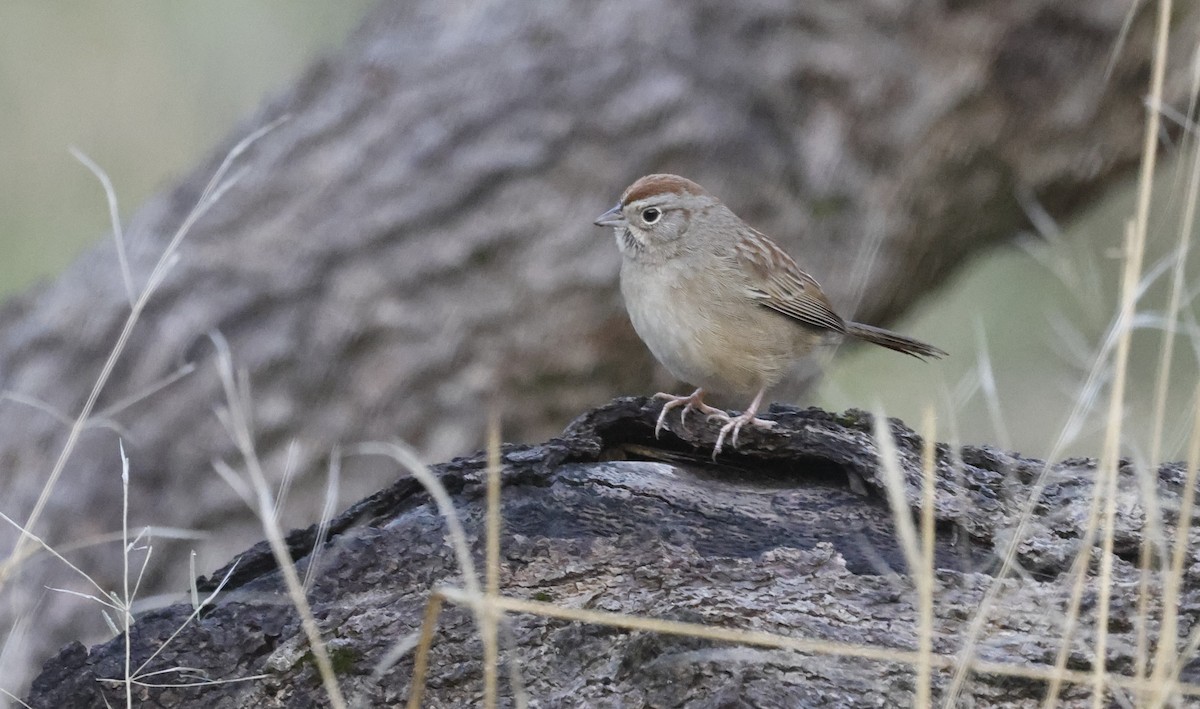 Rufous-crowned Sparrow - ML613383352