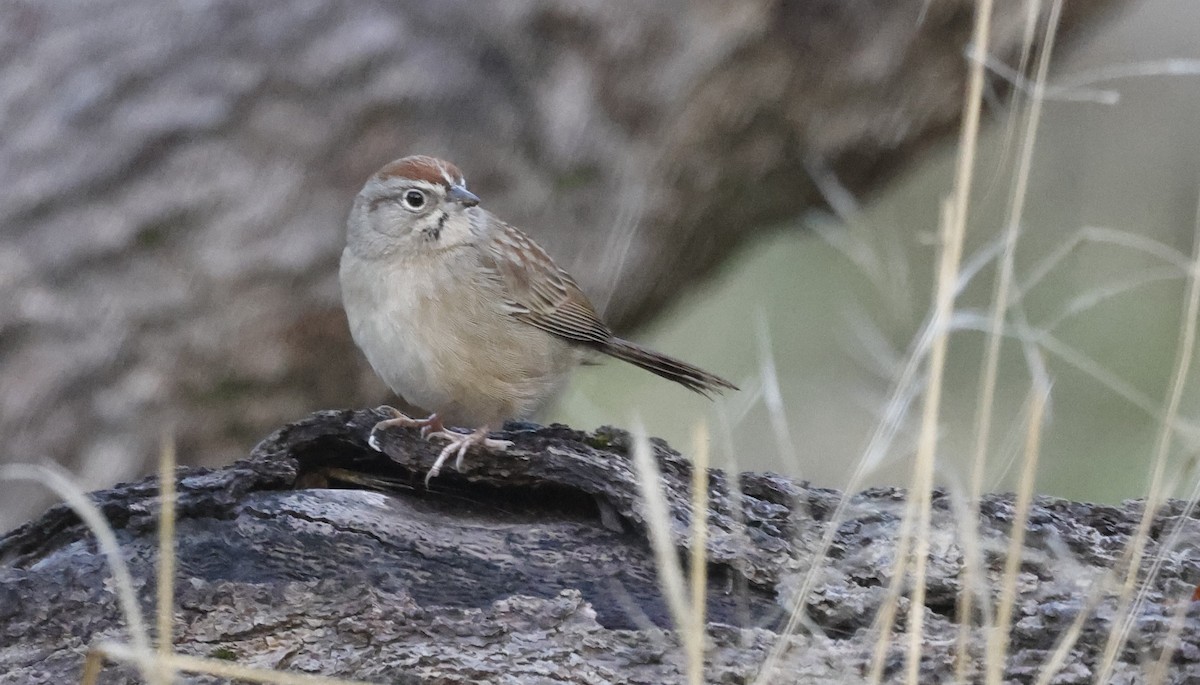 Rufous-crowned Sparrow - ML613383353