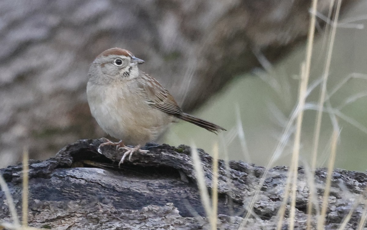 Rufous-crowned Sparrow - ML613383355