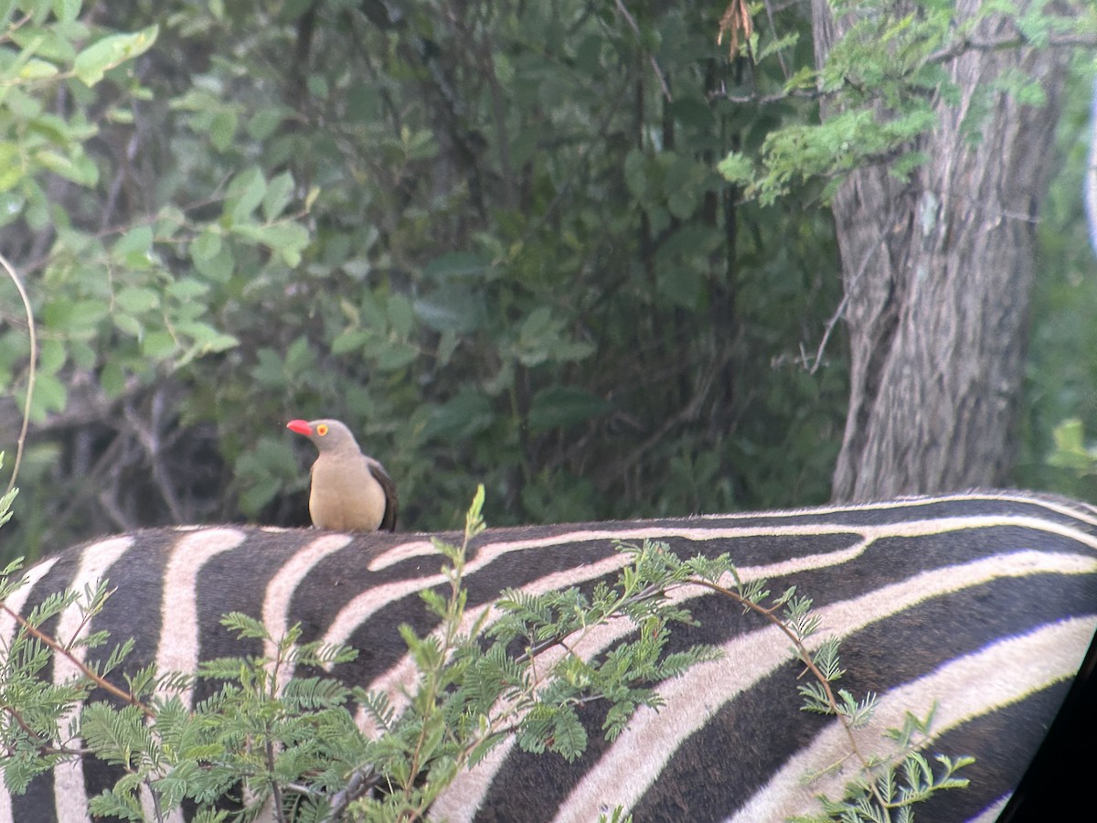 Red-billed Oxpecker - ML613383656