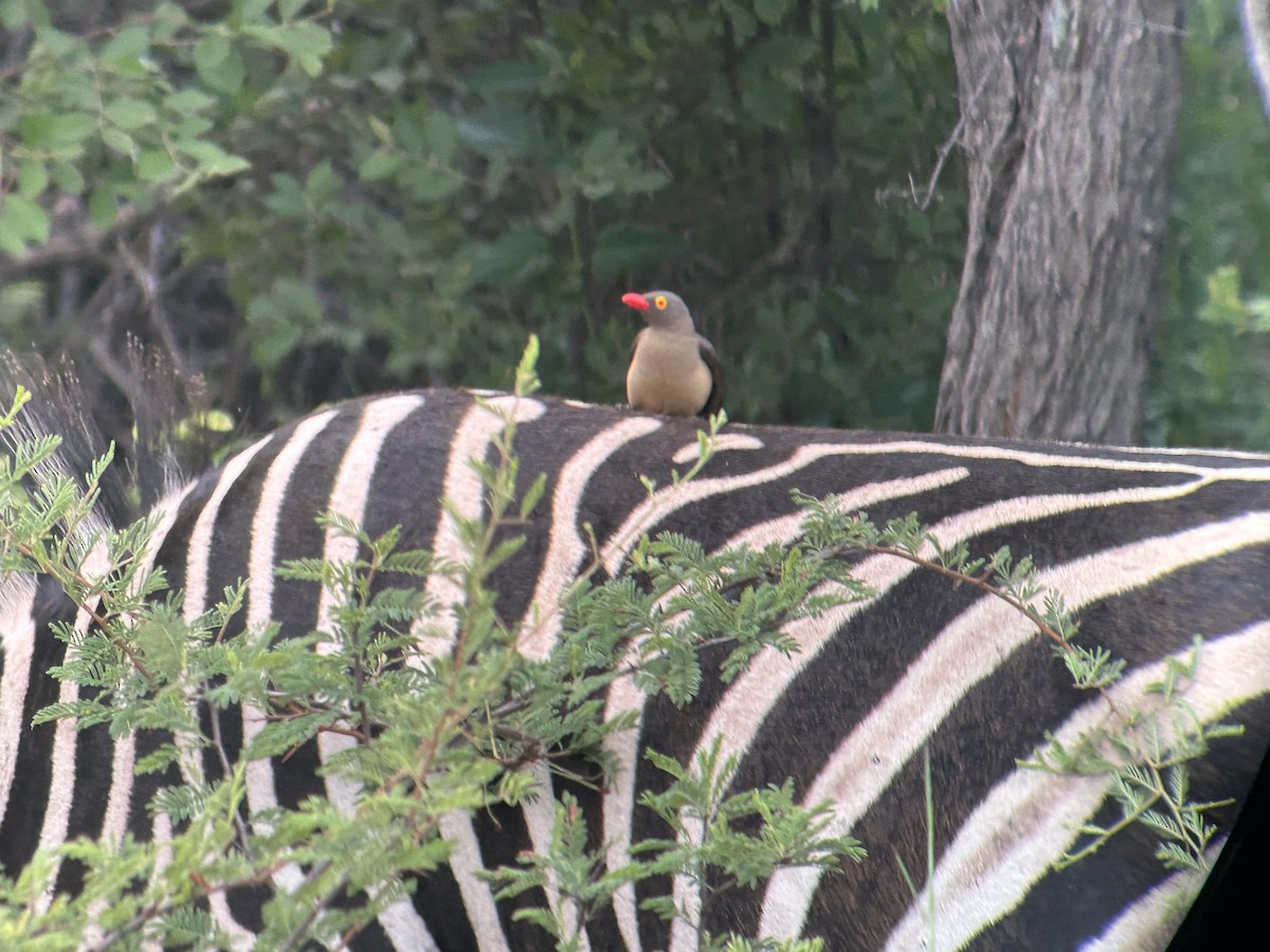 Red-billed Oxpecker - ML613383657