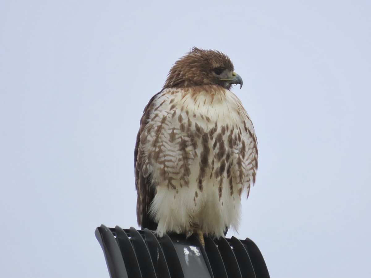 Red-tailed Hawk - Steve Droste