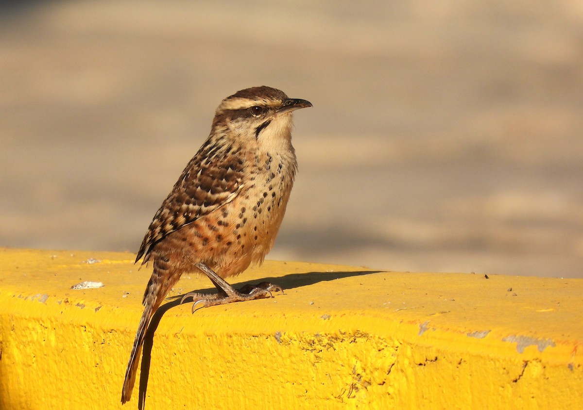 Spotted Wren - Carlos Mancera (Tuxtla Birding Club)