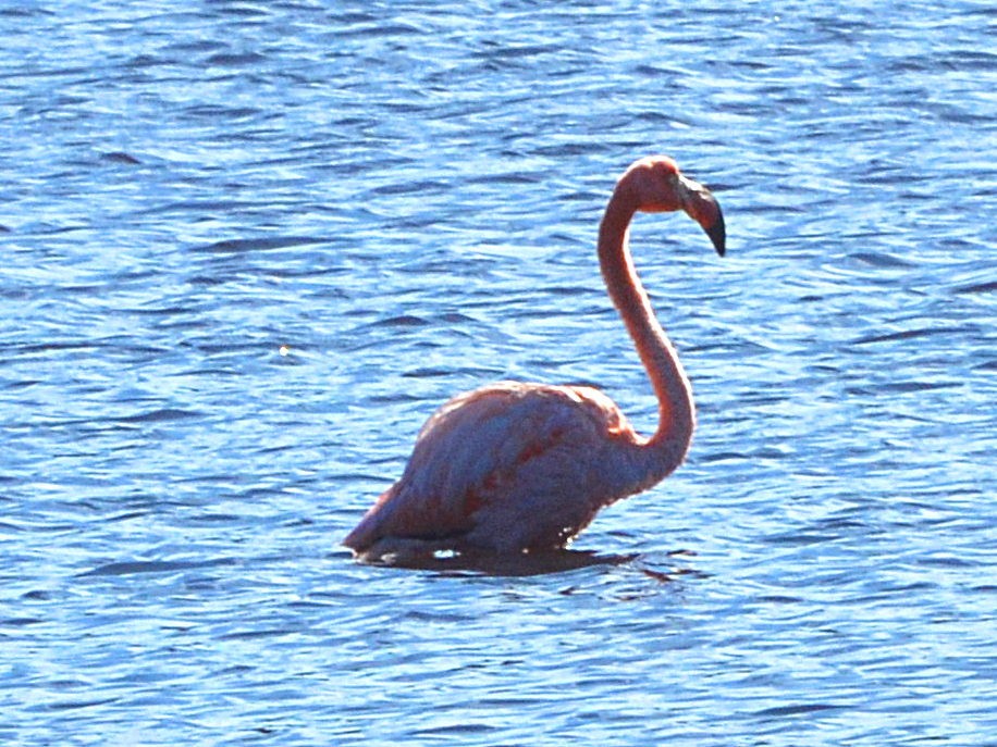 American Flamingo - ML613383931