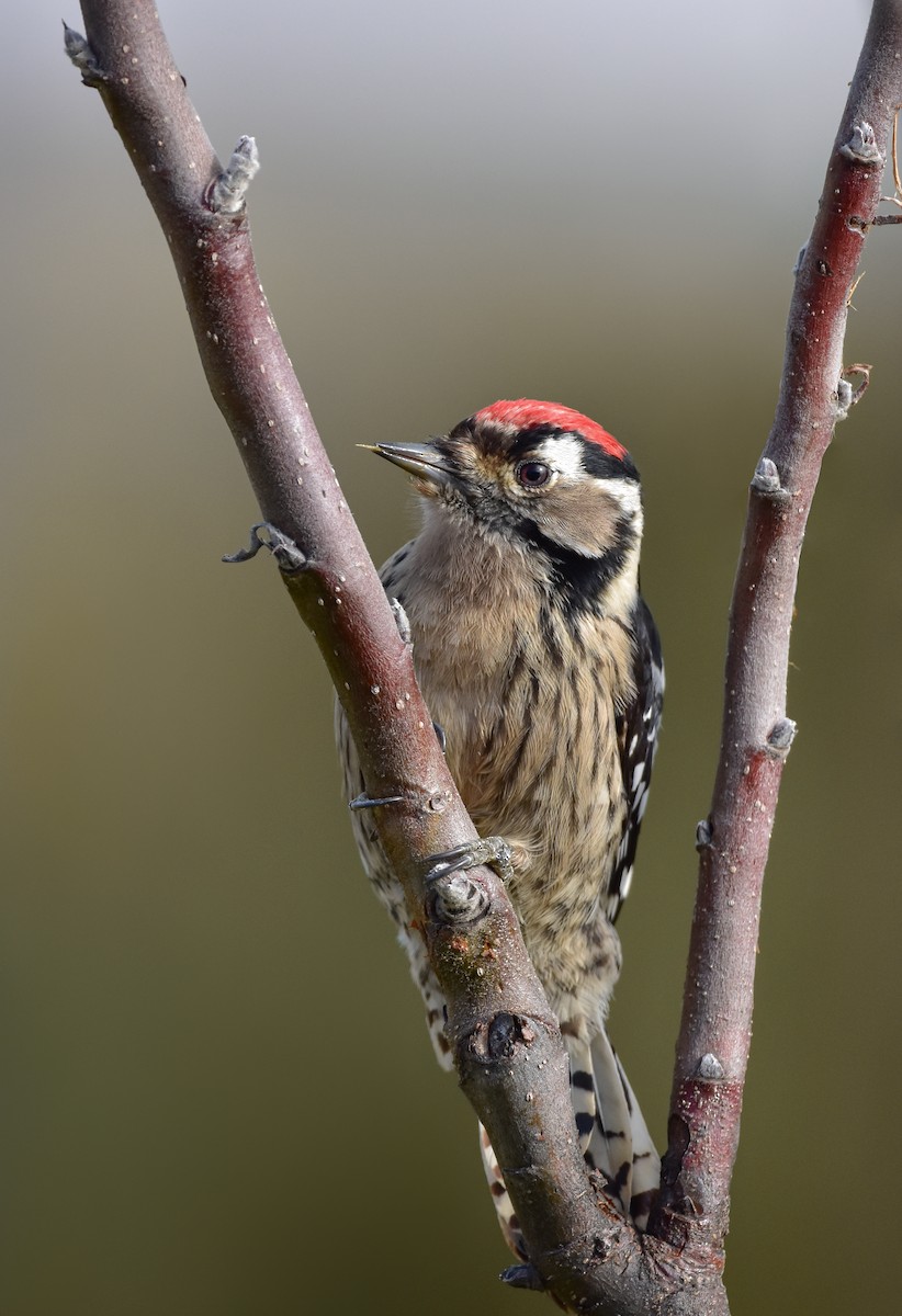 Lesser Spotted Woodpecker - ML613384274