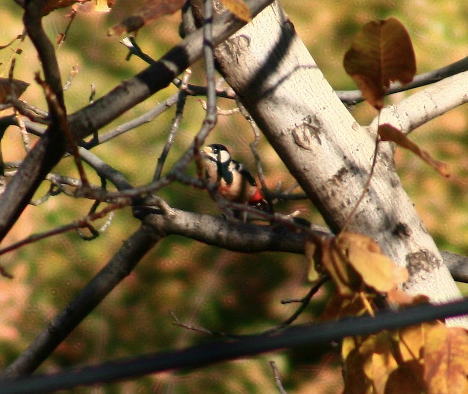 Great Spotted Woodpecker (Atlas) - ML613384320