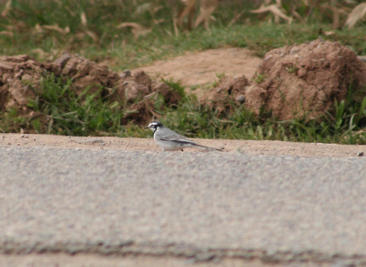 White Wagtail (Moroccan) - ML613384331
