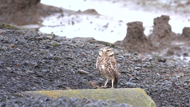 Burrowing Owl - ML613384412