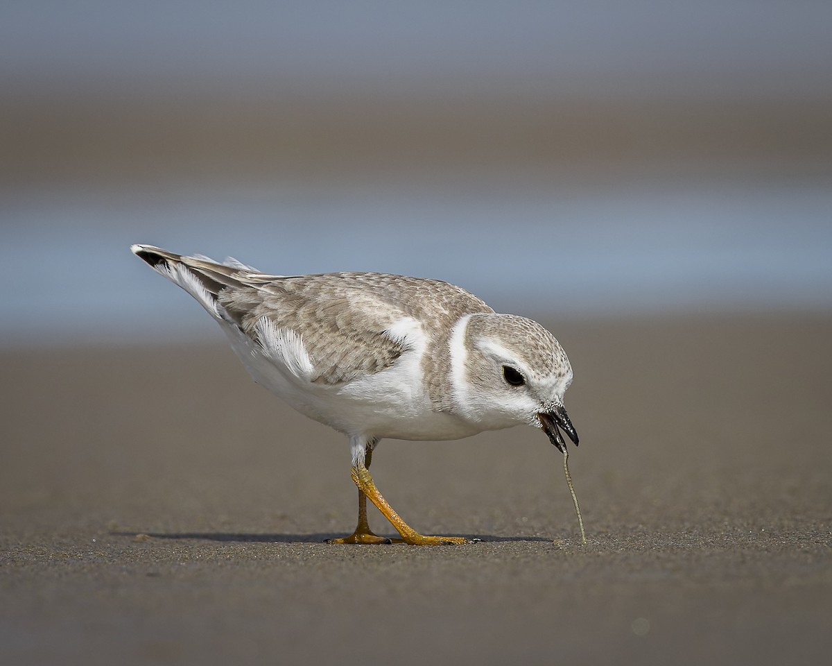 Piping Plover - ML613384506