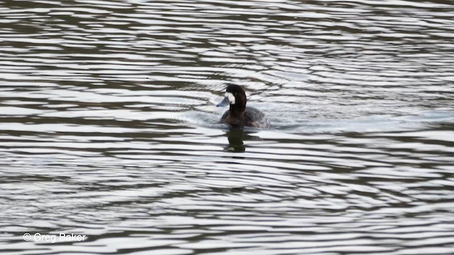 Greater Scaup - ML613384968