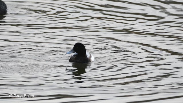 Greater Scaup - ML613384969